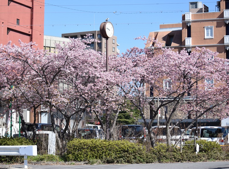 名古屋　千種　JR沿いの早咲きの桜