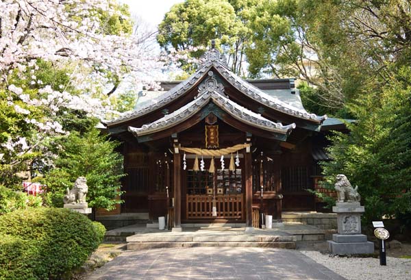 近所の桜～日置神社