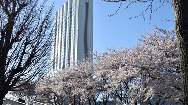 金山総合駅の桜