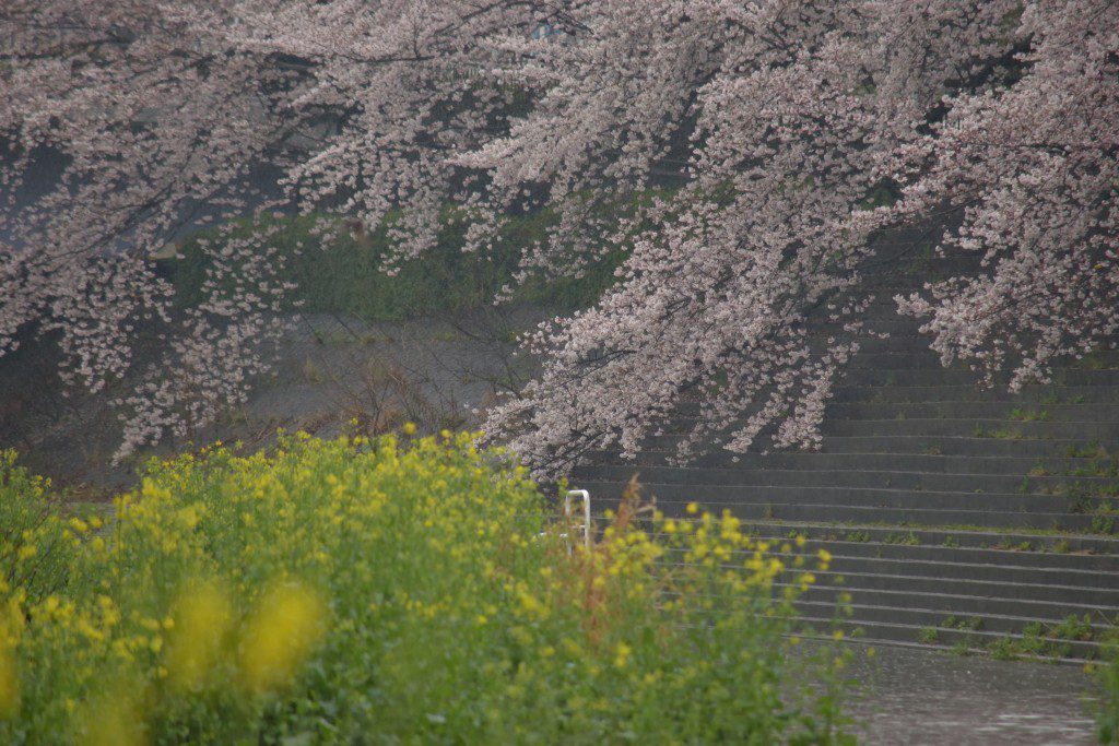 名古屋　山崎川の桜～