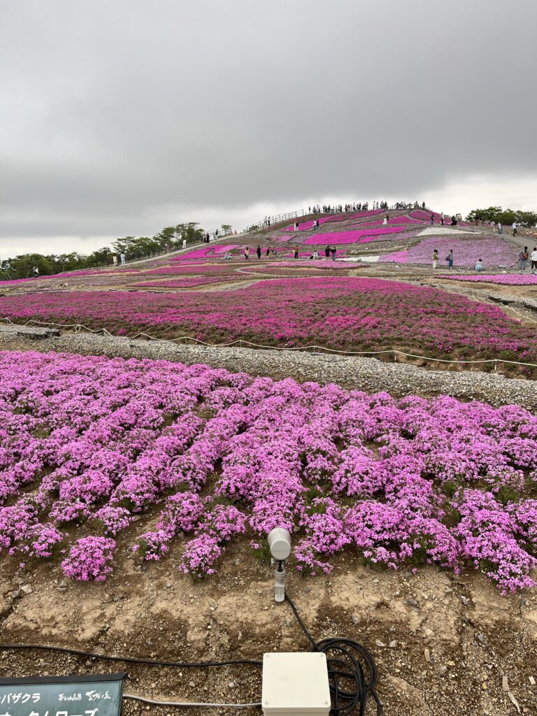 茶臼山　芝桜